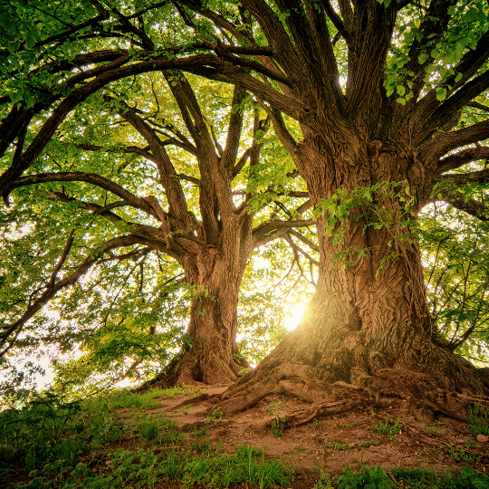 Tree as a symbol of security and resilience